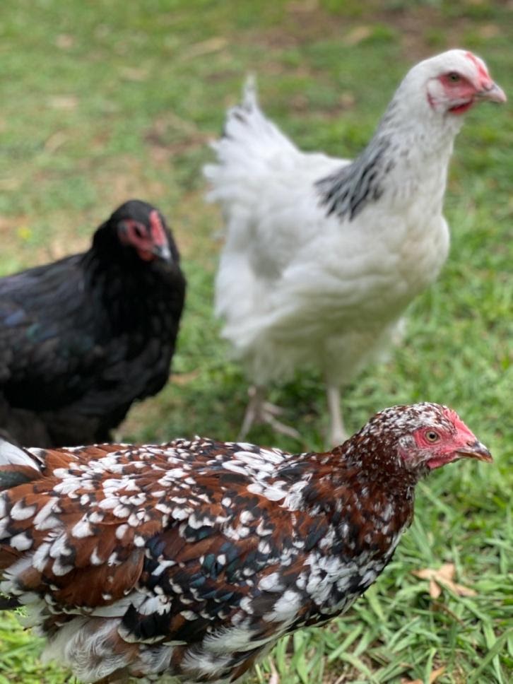 kepping chickens in a yard