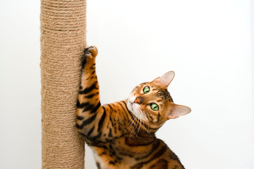 Get a cat to use hot sale scratching post