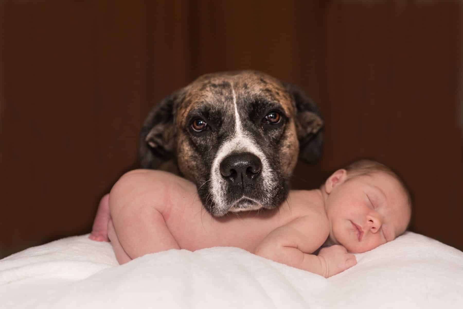 baby and dog