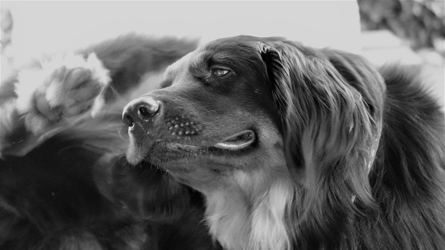 dog scratching itself