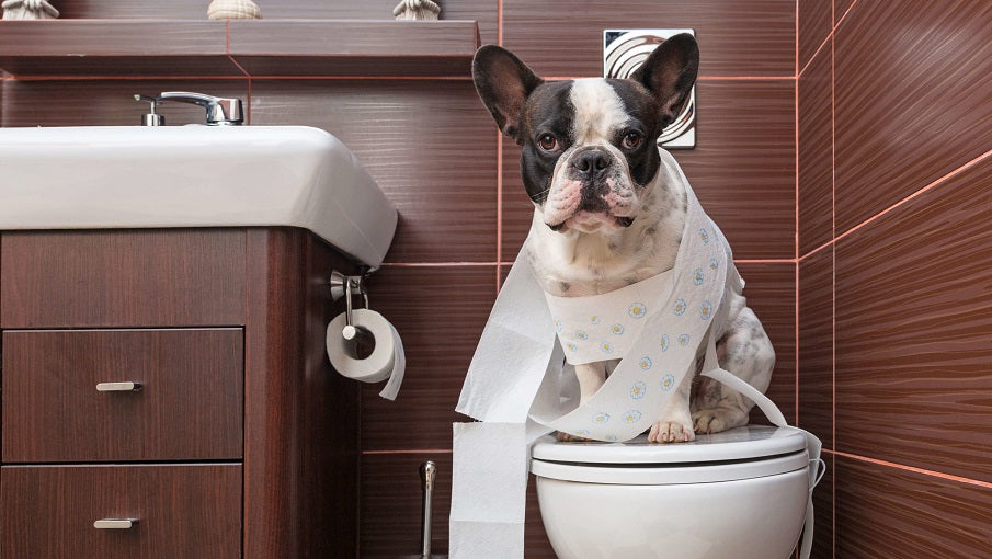 is plain yogurt good for dogs with diarrhea