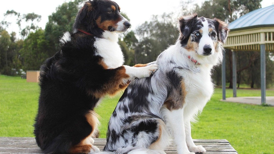 dogs with skin problems