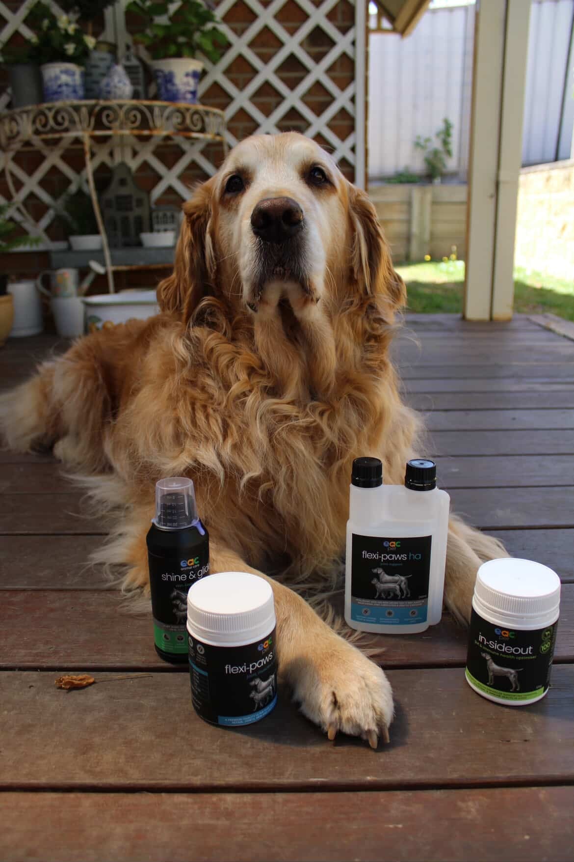 Joint Joy - Total Mobility & Comfort for Senior Dogs & Active Pets