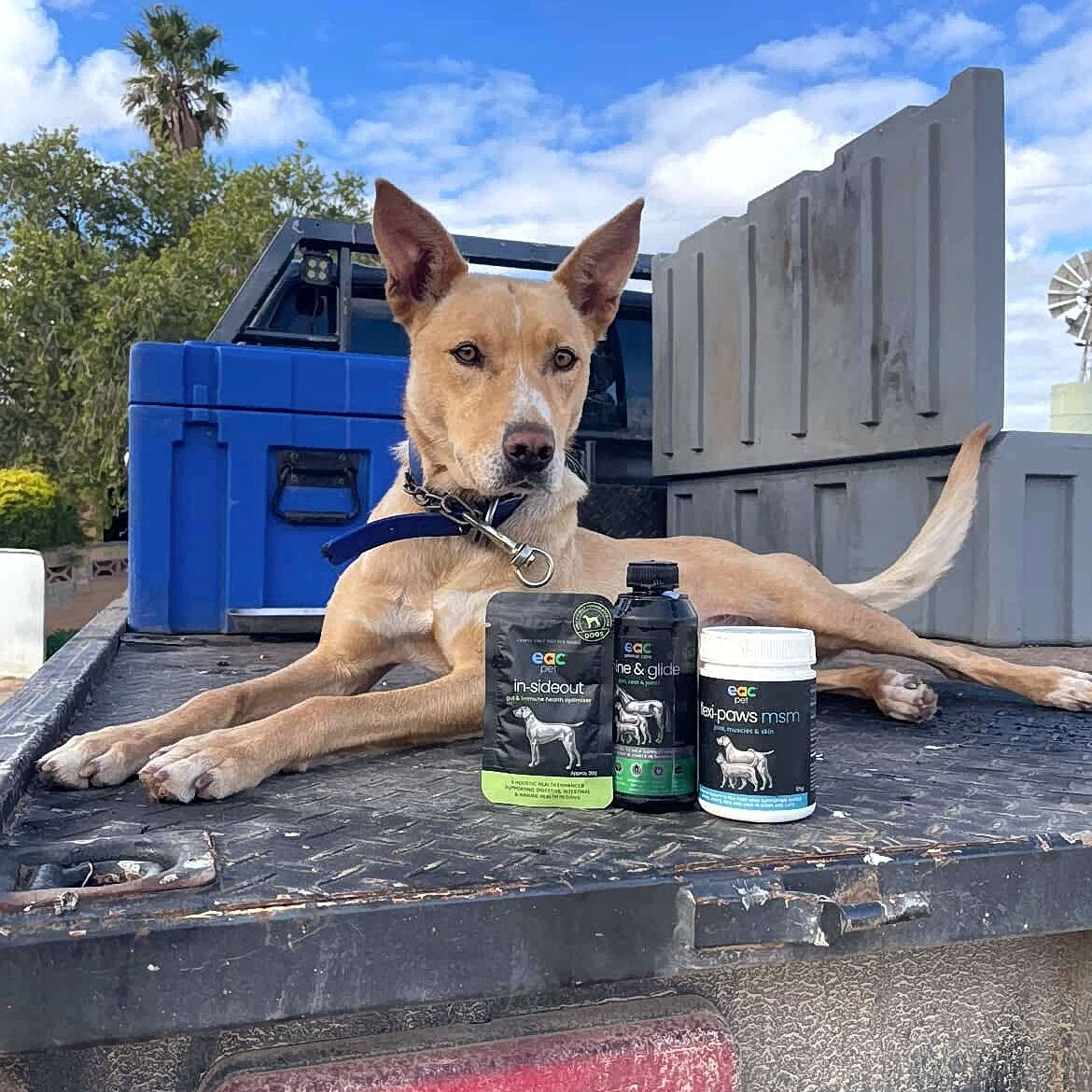 Skin and Coat Essentials for Itchy, Paw Licking Dogs