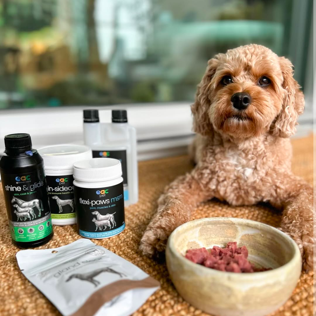 Joint Joy - Total Mobility & Comfort for Senior Dogs & Active Pets