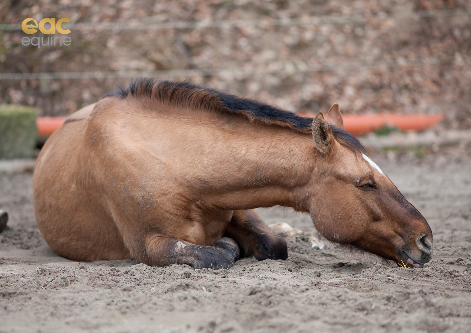 Sand & Sweat: Understanding Seasonal Sand Ingestion Risks in Horses