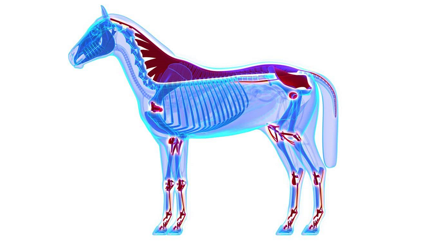 a horse skeleton