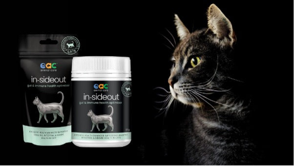 Helping Your Grieving Cat