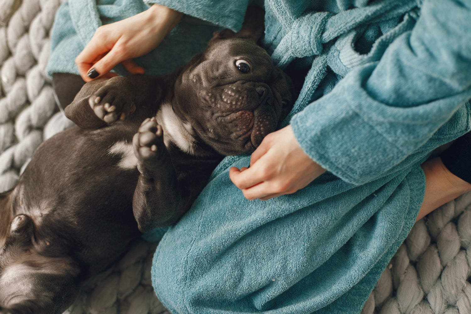 Pet wellness supplements for mood balance and gut health