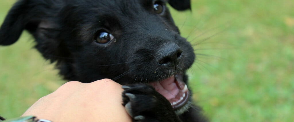 a black puppy biting a finger