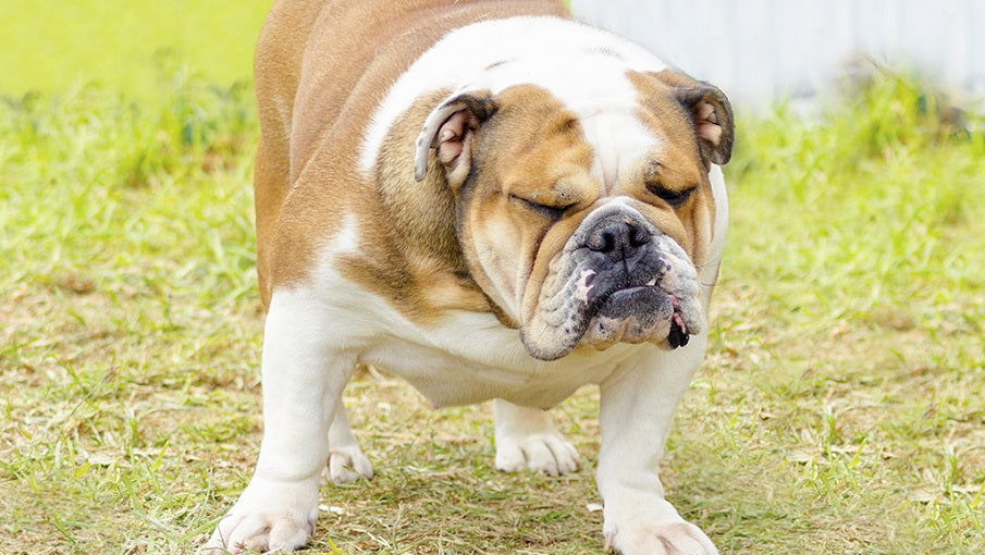 a bulldog constipated