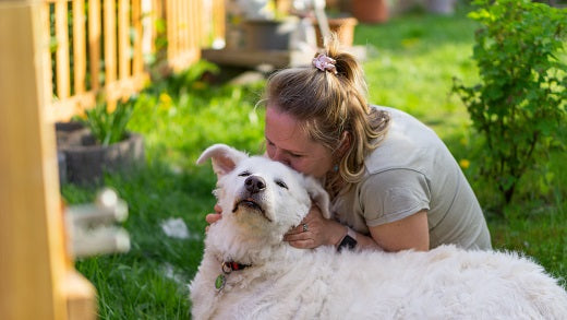 inflammatory bowel  disease in dogs