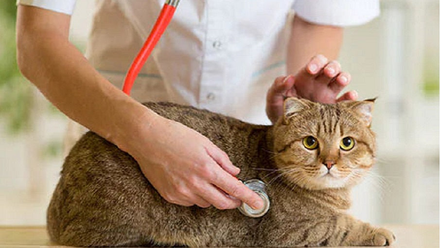 cat with vet