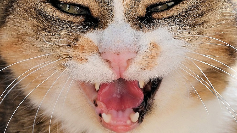 cat bearing it's teeth