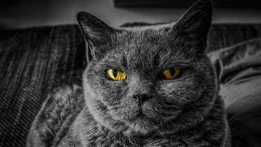 smelly cat