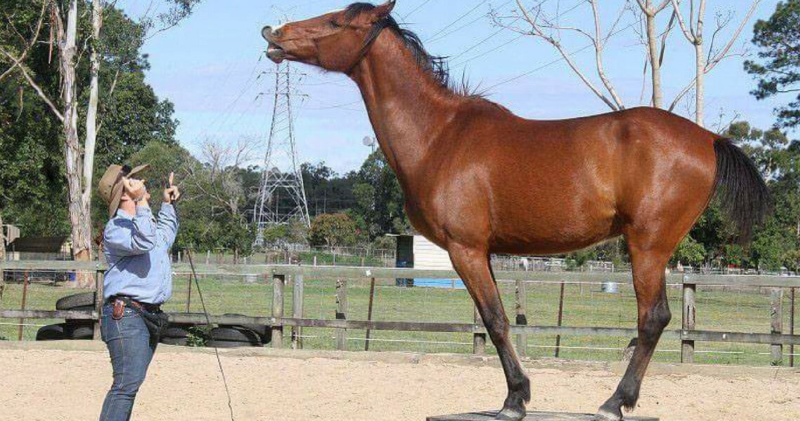 best clicker training program