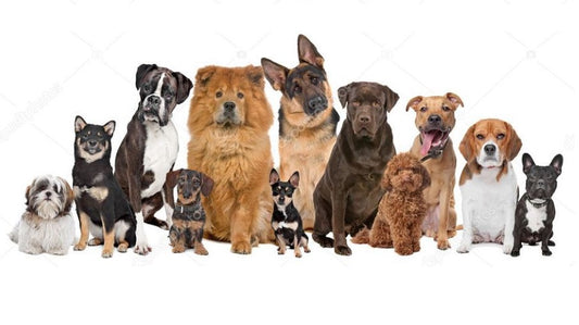 What Dog Breeds Commonly Have Skin Problems