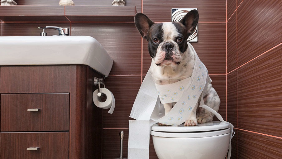 a dog sitting on a toilet