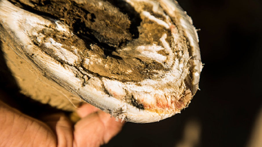 How To Care For & Improve Your Horse Or Pony's Hooves