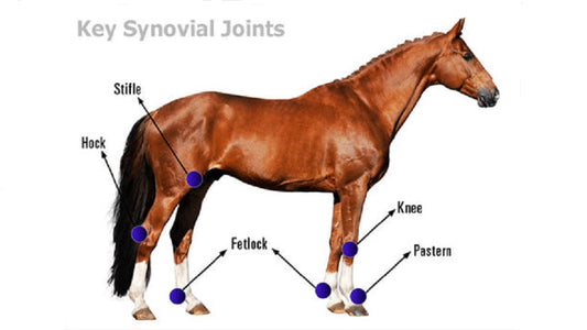 msm for horse joints