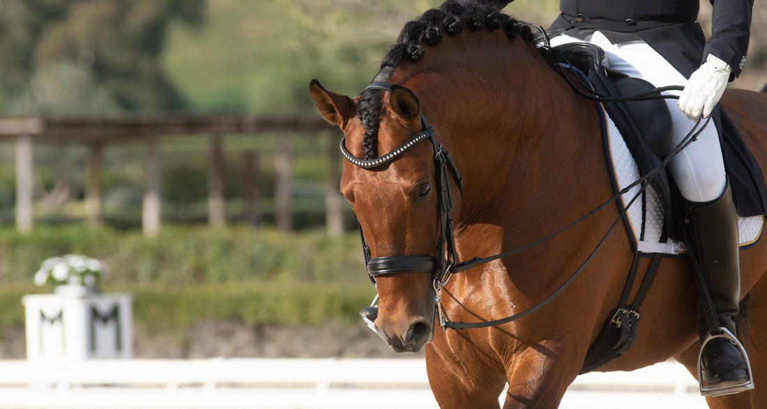 Looking To Purchase Your First Horse - Make Sure You Ask These Questions