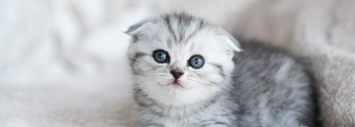 Cat Care