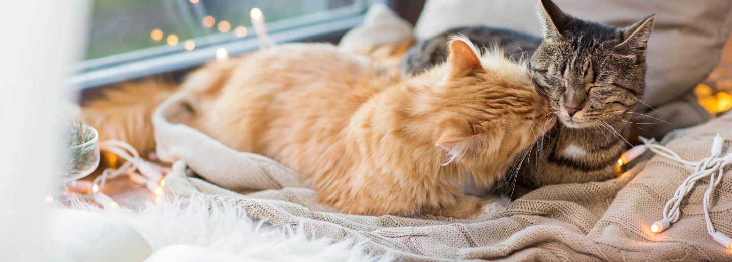 cat health supplements