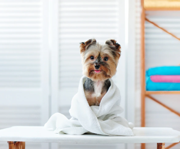 Dog Care Supplies