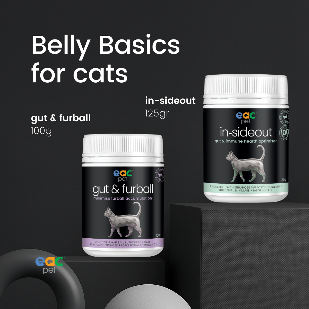 Belly Basics for Cats