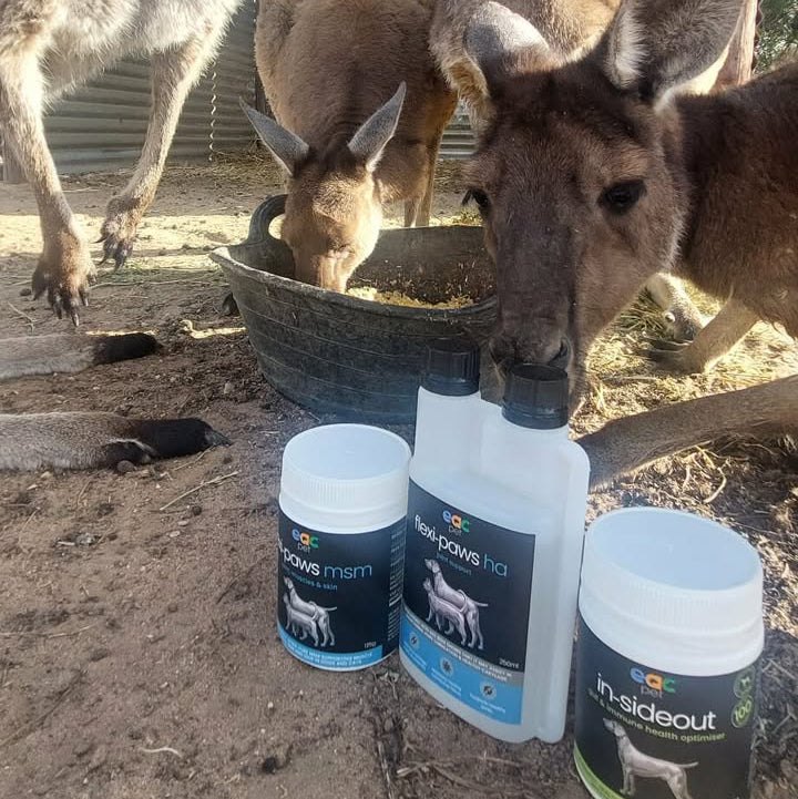 Joint Joy - Total Mobility &amp; Comfort for Senior Dogs &amp; Active Pets