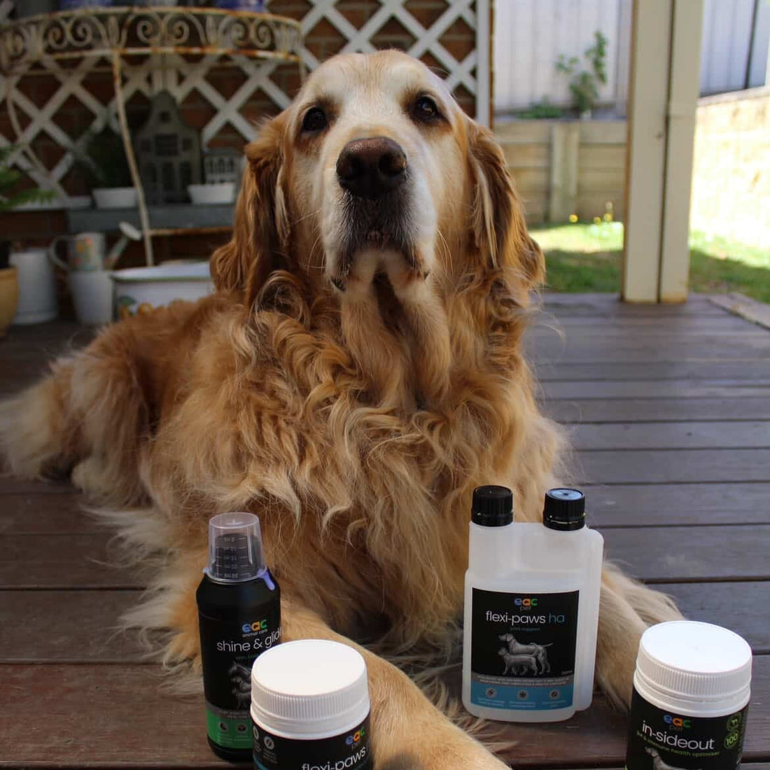 Joint Joy - Total Mobility &amp; Comfort for Senior Dogs &amp; Active Pets