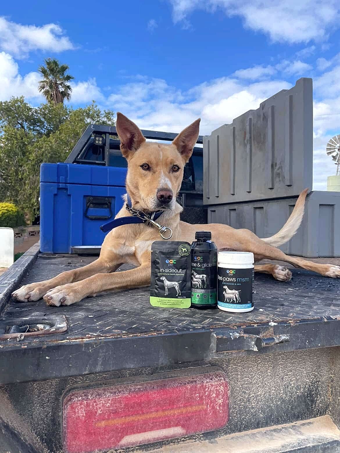 Skin and Coat Essentials for itchy, paw licking dogs
