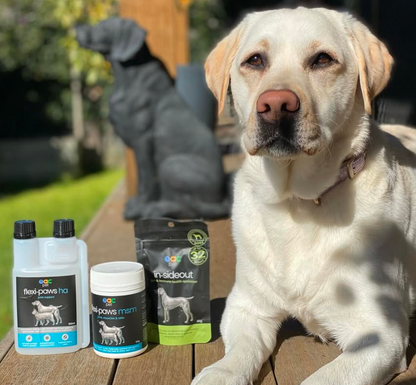 Joint Joy - Total Mobility &amp; Comfort for Senior Dogs &amp; Active Pets